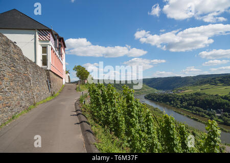 Weinberge entlang der deutschen Mosel Stockfoto