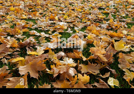 Der lebhafte Teppich aus gefallenen Ahornblättern bedeckt den Boden und schafft eine farbenfrohe Herbstlandschaft. Stockfoto