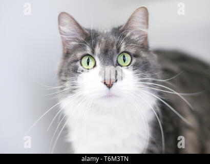 Ein wide-eyed inländischen Kurzhaarkatze mit einem überraschten Ausdruck Stockfoto