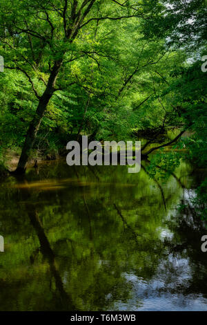 Am Abend Licht durch die Bäume entlang der gelben Creek in Vernon, Alabama. Götter Schönheit ist überall um uns herum zu genießen. Wir müssen uns die Zeit nehmen. Stockfoto
