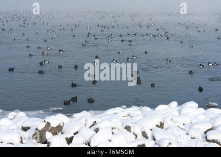 Winterlandschaft mit eurasischen Blässhühner schwimmen in einem See Stockfoto