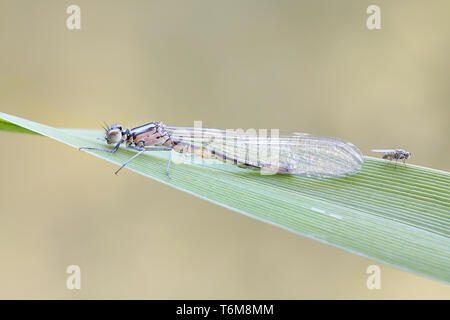 Variable damselfly oder variable bluet, Coenagrion pulchellum Stockfoto