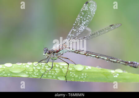 Lestes sponsa, bekannt als die "Emerald damselfly oder gemeinsamen spreadwing Stockfoto