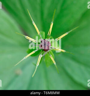 Paris quadrifolia, das Kraut - Paris, wahre Liebhaber Knoten, eine traditionelle Heilpflanze Stockfoto