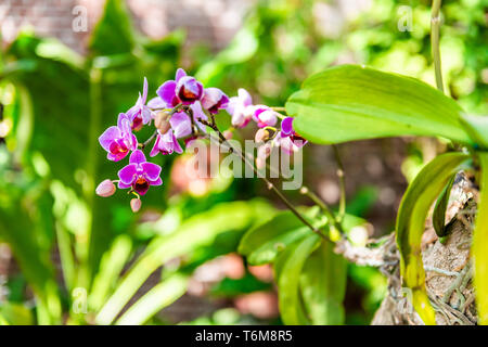 Key West, USA Hintergrund der lila Orchidee Blumen in alten Festung Fort Martello Tower Garten mit niemand in Florida Stockfoto