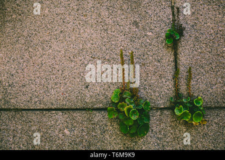 Anlage. Grüne Pflanze wächst durch die alte Mauer. Stockfoto