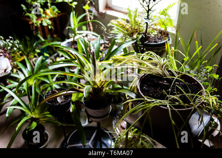 Viele grüne Garten Zimmerpflanzen im Winter durch Fenster Hinterhof Blick in Haus Keller im Winter Stockfoto