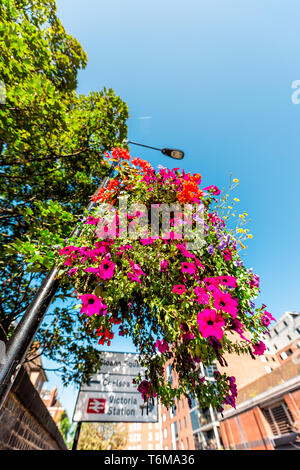 London, UK hängenden Blumenkorb auf Lamp Post oder Pol closeup mit niemand in Victoria und Pimlico auf sonnigen Sommertag und Wegweiser Stockfoto