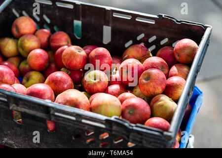 Apple Store mit vielen Obst in Kunststoff Kiste box im Herbst Herbst in Farmer's Market mit rosa und rote Farbe Stockfoto