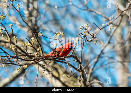 Eine rote nördlichen Kardinal Cardinalis Vogel sitzt auf Cherry Blossom flower tree branch in Virginia Frühling Saison bunte lebendige gehockt Stockfoto