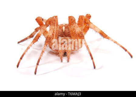 Weibliche Spinne Kreuzritter (Araneus Diadematus) isoliert auf weiss. Close-up Stockfoto