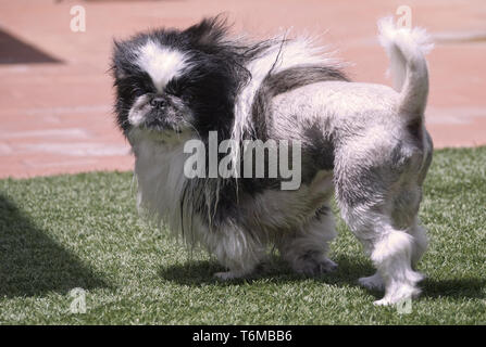 Schöne pekingese Dog mit Haarschnitt wie ein Löwe an Kamera suchen Stockfoto