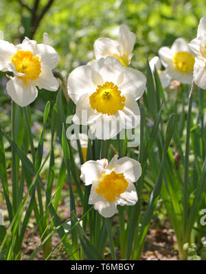 Narzisse 'Sound', Feder mehrjährige Pflanzen von der Amaryllidaceae (AMARYLLIS) Familie Stockfoto