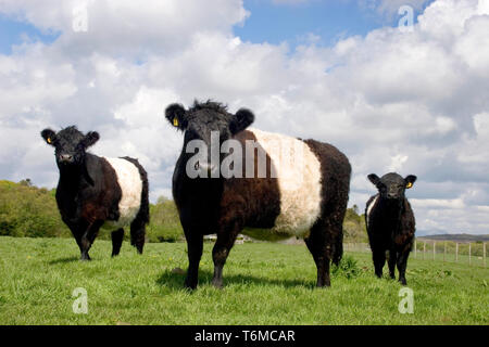 Belted Galloway Rinder, Kühe und Kälber, Dumfries and Galloway, Schottland Stockfoto