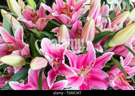 Bush von lila Blumen Lilie (Lilium) Stockfoto