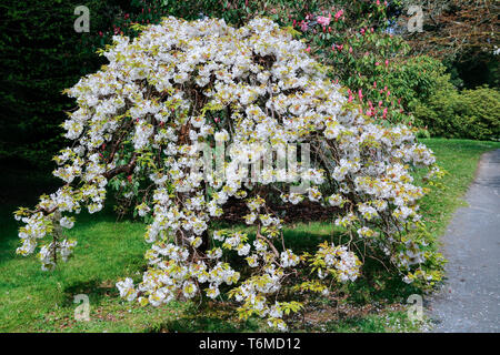 Single Prunus x yedoensis Moerheimii (flowering cherry tree) Stockfoto