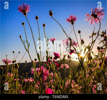 Spanisch Sweet pea (Lathyrus Odoratus) und lila Mariendistel (Galactites tomentosa) in den späten Abend Sonne. Campo in Frigiliana, Andalusien, Spanien Stockfoto