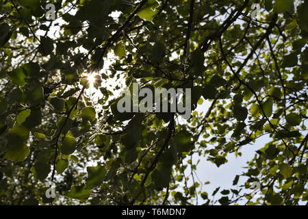 Die Sonne spähen durch die Blätter. Stockfoto