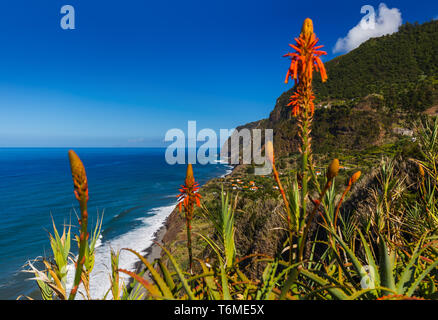 Blumen an der Küste in Boaventura - Madeira Portugal Stockfoto