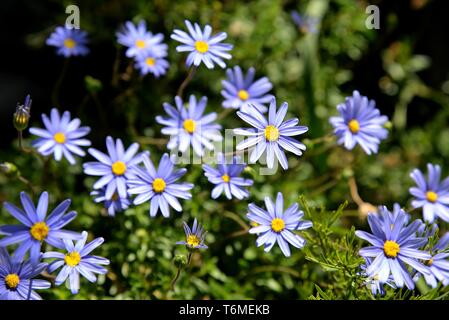 Lila Margeriten. Stockfoto