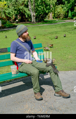 Man füttern Eichhörnchen auf der Werkbank Stockfoto