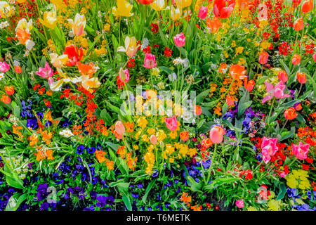 Bunte Spring Flower Bed mit Tulpen und Stiefmütterchen Stockfoto