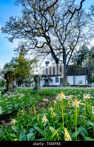 White fawn Lily, Wildblumen, blühen, Frühling, Hl. Maria, der Jungfrau, Anglikanische Kirche, Metchosin, British Columbia, Kanada Stockfoto