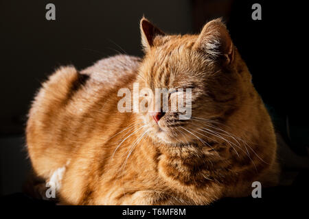 Orange Katze sitzt in der Sonne; der dunkle Hintergrund Stockfoto