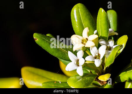 In der Nähe von japanischen Pittosporum (Pittosporum tobira) Blumen; der dunkle Hintergrund, Kalifornien Stockfoto