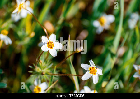 Variable Linanthus (Leptosiphon parviflorus) Wildblumen blühen auf einer Wiese in Edgewood County Park, San Francisco Bay Area, Kalifornien Stockfoto