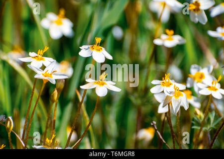 Variable Linanthus (Leptosiphon parviflorus) Wildblumen blühen auf einer Wiese in Edgewood County Park, San Francisco Bay Area, Kalifornien Stockfoto