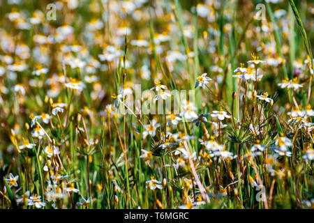 Variable Linanthus (Leptosiphon parviflorus) Wildblumen blühen auf einer Wiese in Edgewood County Park, San Francisco Bay Area, Kalifornien Stockfoto