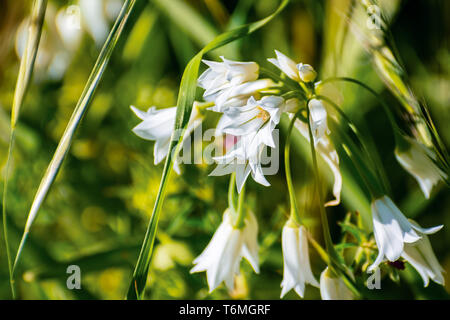 In der Nähe von Zwiebeln Unkraut (Allium triquetrum) wildflower, native auf den Mittelmeerraum; nicht-native in Kalifornien Stockfoto