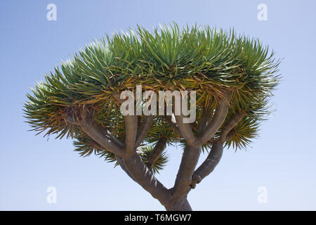 Drachenbaum in La Palma, Spanien Stockfoto