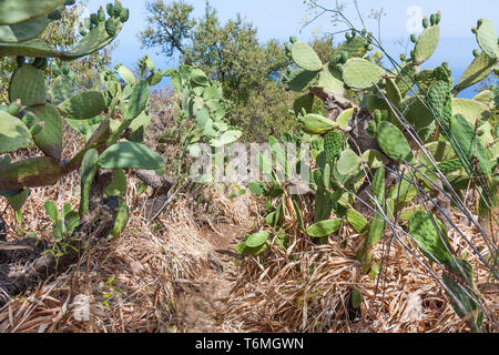 Wanderweg durch Kaktus Feld auf La Palma, Kanarische Inseln Stockfoto