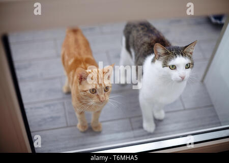 Zwei Hauskatzen, Rot und Weiß mit bunten Flecken über eine Glastür. Stockfoto