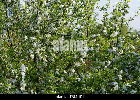 Apple Baum mit weißen Blüten im Orchard an einem sonnigen Tag Stockfoto