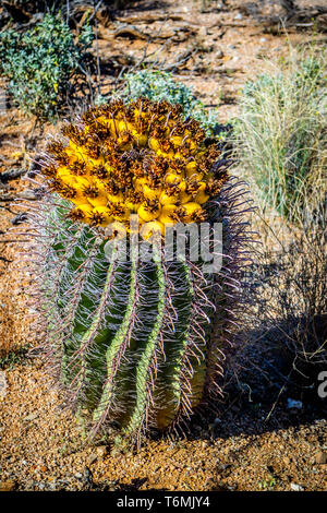 Angelhaken Barrel Kaktus in Saguaro National Park, Arizona Stockfoto