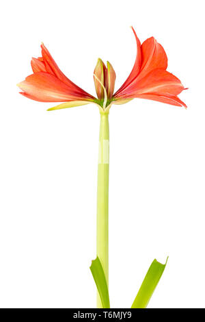 Amaryllis, vor einem weißen Hintergrund zu blühen beginnen Stockfoto