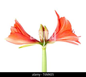 Amaryllis, vor einem weißen Hintergrund zu blühen beginnen Stockfoto