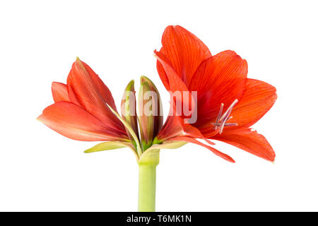 Blühende Amaryllis über einem weißen Hintergrund Stockfoto