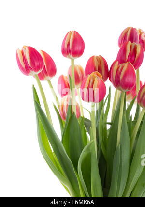 Reihe von roten Tulpen auf weißem Hintergrund Stockfoto
