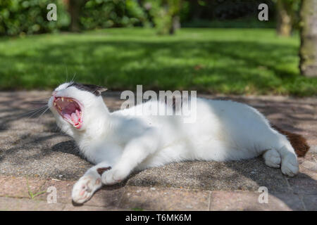 Schwarze und weiße Katze schlafend in einem Garten Stockfoto