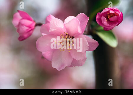 Blühende chinesische Blüte Crab Apple Stockfoto