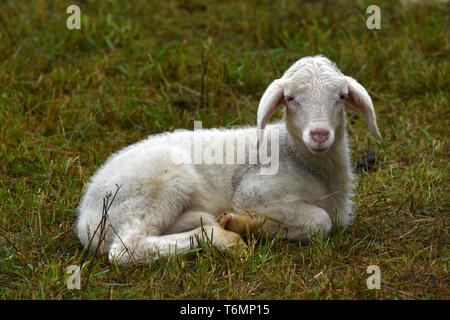 Lamm, sitzen auf einer Wiese Stockfoto