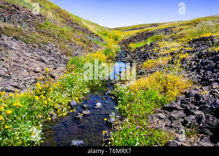 Sickern affe Blume (Mimulus Guttatus) und Weiße Wiese Schaumstoff (Limnanthes Alba) Wildblumen blühen an den Ufern des Creek, North Tafelberg Ecol Stockfoto