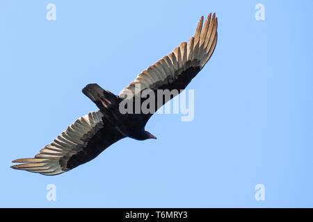 Flying Truthahngeier (Cathartes Aura) auf einem blauen Himmel Hintergrund, Kalifornien Stockfoto