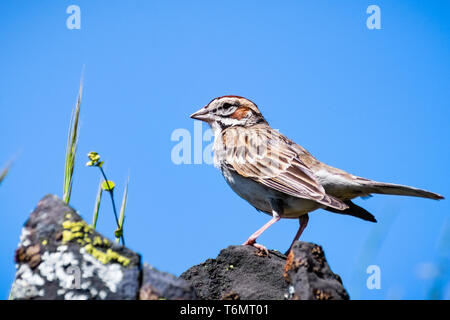 Nahaufnahme von Lerche Sparrow (Chondestes grammacus) hoch auf einem Felsen; blauer Himmel,Tabelle Ecological Reserve, Oroville, Kalifornien Stockfoto