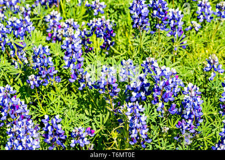 Wiese bedeckt in Sky Lupine (Lupinus nanus) Wildblumen, Nord Tabelle Ecological Reserve, Oroville, Kalifornien Stockfoto