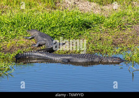 Amerikanische Alligatoren (Alligator mississippiensis) aalen sich in der Sonne in Kissimmee Prairie Preserve State Park in Florida. Stockfoto